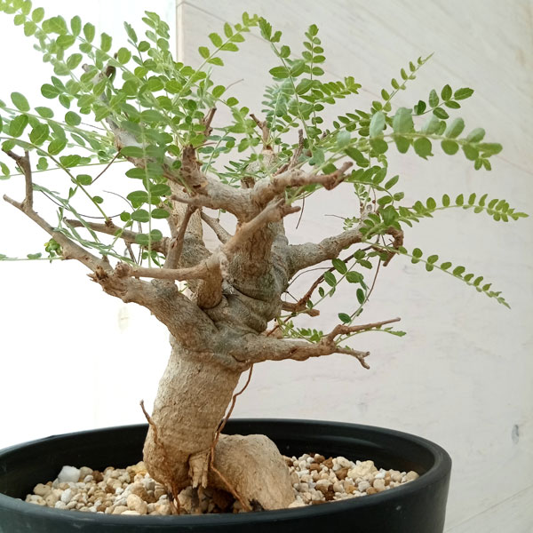 園芸ネット本店｜ボスウェリア：ネグレクタ 7号鉢植え23-02 の通販【公式】