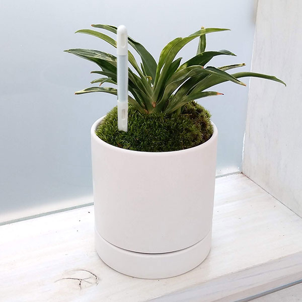 園芸ネット本店｜オモト（万年青）：姫牡丹・鉢植え／リア白SS