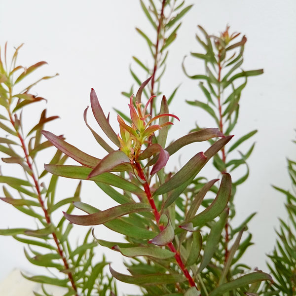 園芸ネット本店｜リューカデンドロン：ジプシーレッド 6号鉢植え の