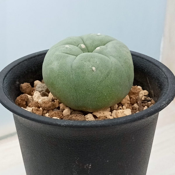 園芸ネット本店｜ロフォフォラ：翠冠玉(すいかんぎょく） 2.5号鉢植え