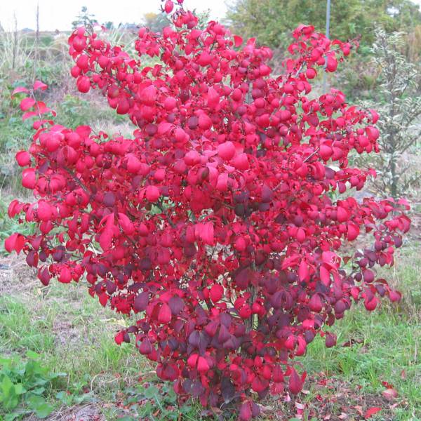 園芸ネット本店｜ニシキギ：コンパクタ 3号ポット の通販【公式】