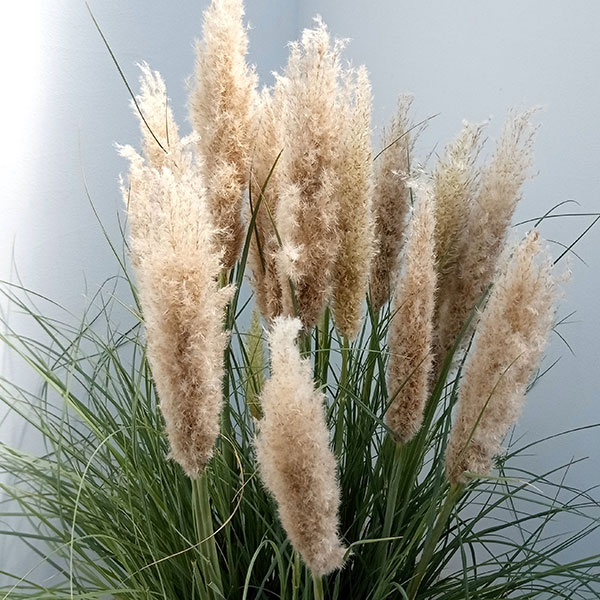 園芸ネット本店｜パンパスグラス：タイニーパンパス10号鉢植え の通販