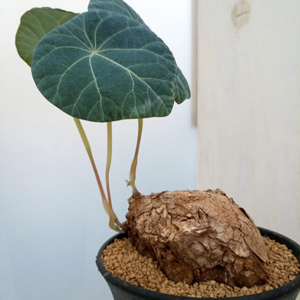 園芸ネット本店｜ステファニア：カウィーサキー（sp.ノバ） 3号鉢植え