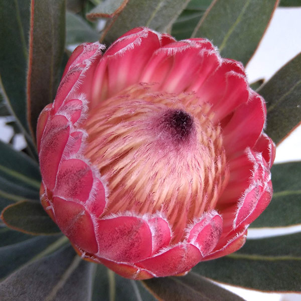 園芸ネット本店｜プロテア：スペシャルピンクアイス 6号鉢植え（花