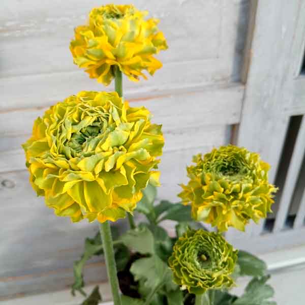 園芸ネット本店｜ラナンキュラス：ポンポン ルナ4号ポット苗 の通販