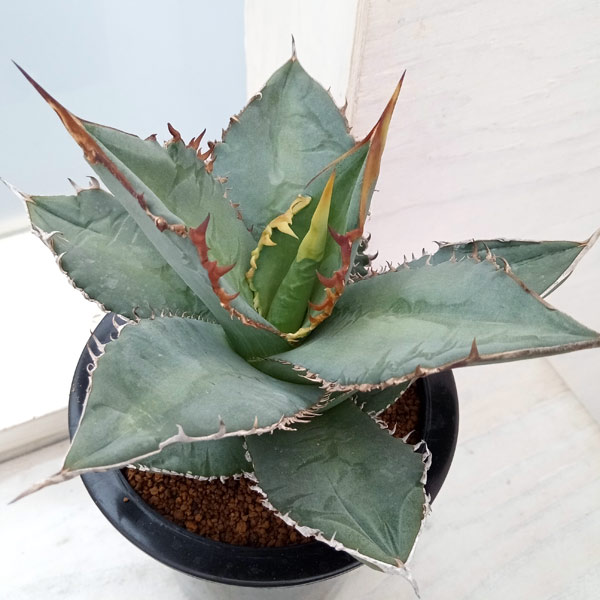 園芸ネット本店｜アガベ：オテロイ（チタノタ FO-076 エフオーゼロ