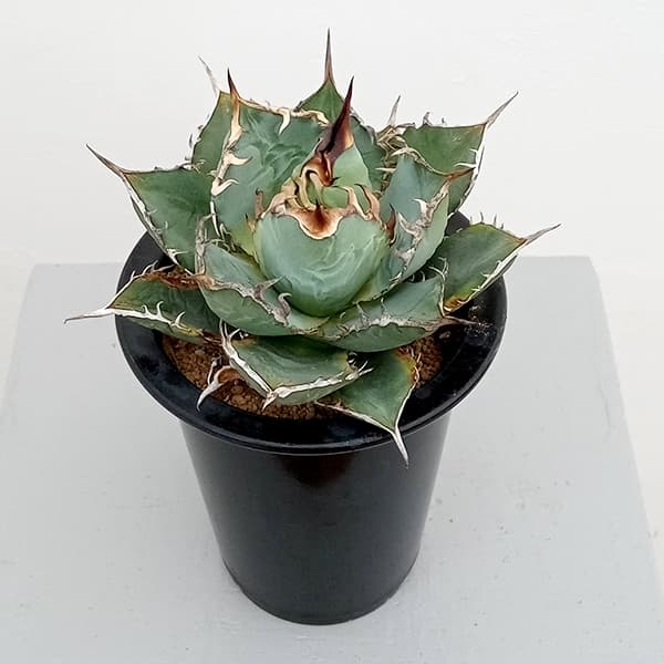 園芸ネット本店｜アガベ：チタノタ バリエガータ（覆輪斑） 3.5号23-02