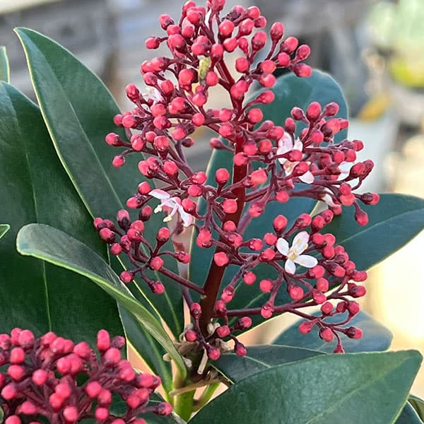 園芸ネット本店｜スキミア：ルベラ3.5号鉢植え の通販【公式】