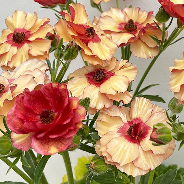 園芸ネット本店｜ラナンキュラス：サラセレネ イパリオン3.5-4号ポット