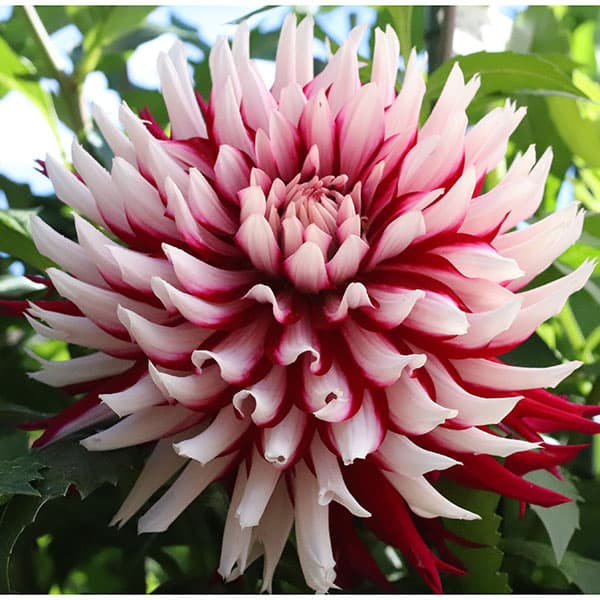 園芸ネット本店｜[26年3月中下旬予約]ダリアの球根：（中輪）咲（さき