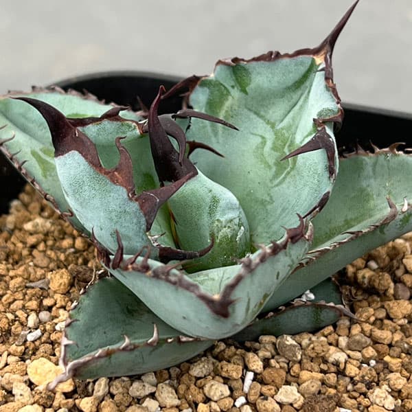 園芸ネット本店｜アガベ：チタノタ ブラック ＆ ブルー タワータイプ