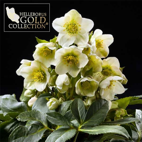 園芸ネット本店｜クリスマスローズ（原種交配）：*HGCアイスブレーカー