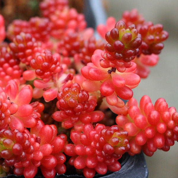 園芸ネット本店｜[26年4月上旬予約]セダム：レッドベリー3号ポット の