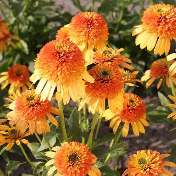 園芸ネット本店｜エキナセア（八重咲き）：ライムウイズオレンジ3.5－4