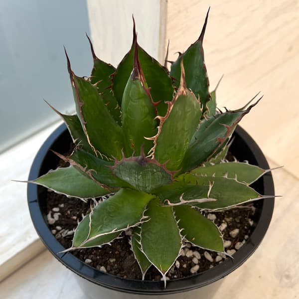 園芸ネット本店｜アガベ：ホリダ 6号鉢植え24-02 の通販【公式】