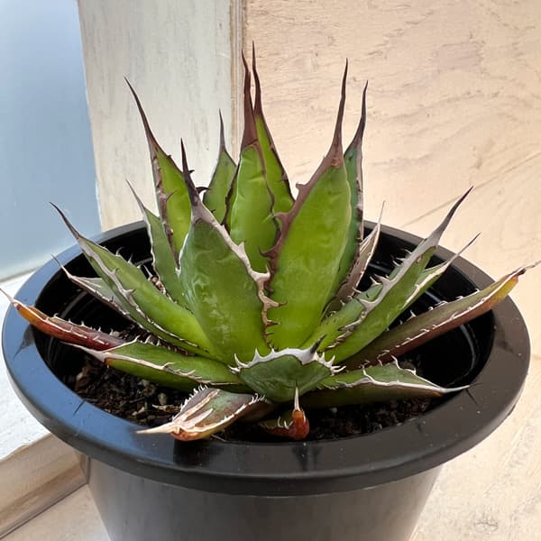 園芸ネット本店｜アガベ：ホリダ 4.5号鉢入り24-01 の通販【公式】