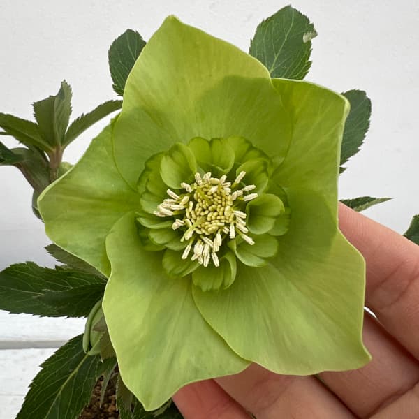 園芸ネット本店｜杉光園芸さんのクリスマスローズ：セミダブル24-11