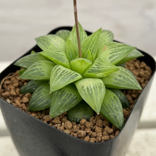 園芸ネット本店｜ハオルチア：姫椿 2.5号鉢植え の通販【公式】