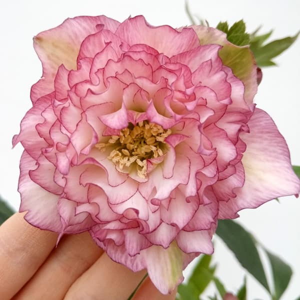 園芸ネット本店｜杉光園芸さんのクリスマスローズ：多弁系24-05ピンク