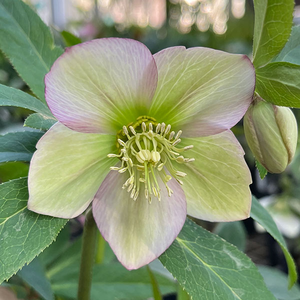 園芸ネット本店｜花郷園さんのクリスマスローズ：24-23リグリクス交配