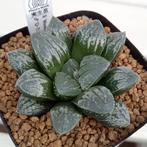 園芸ネット本店｜ハオルチア：ウィークエンド×Q-Tip 2.5号角ポット の