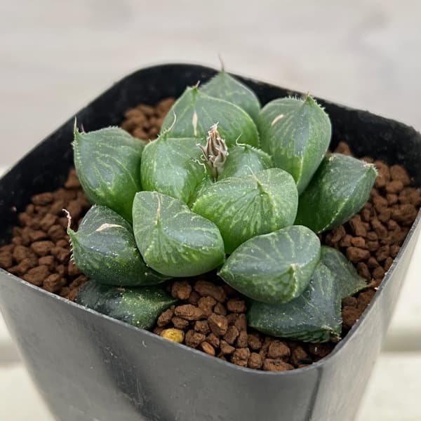 園芸ネット本店｜ハオルチア：大型オラソニー 三仙寿 2.5号ポット の