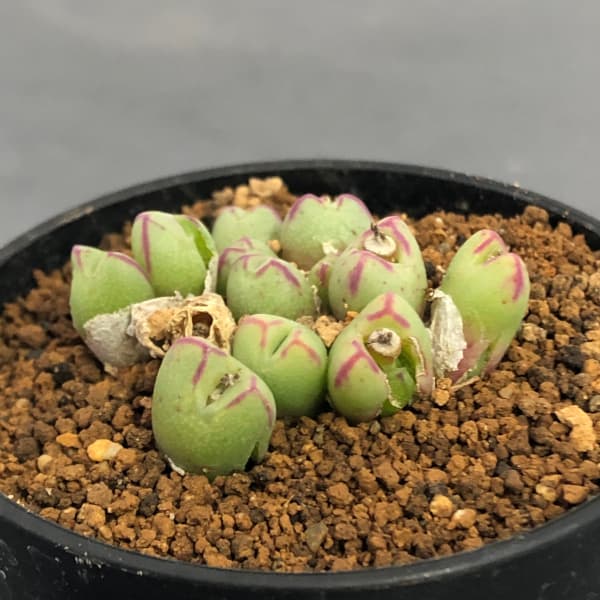 コノフィツムConophytum bachelorum 実生苗セット ポットごと