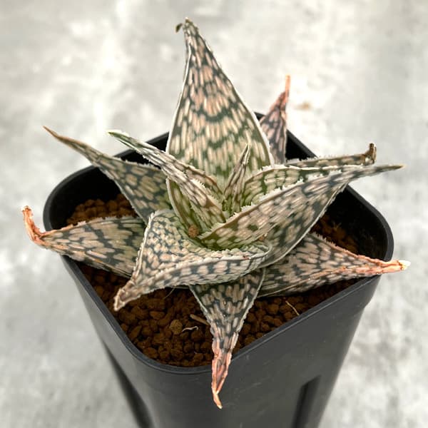 園芸ネット本店｜アロエ：DWアロエ ハイブリッド実生選抜株 繁殖苗NO.6