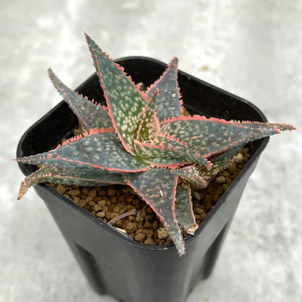 園芸ネット本店｜アロエ：DWアロエ ハイブリッド実生選抜株 繁殖苗NO.7