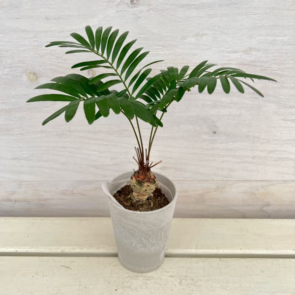 園芸ネット本店｜ザミア：フロリダーナ 4号鉢植え の通販【公式】