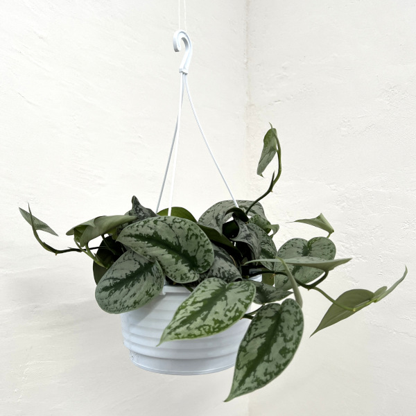 園芸ネット本店｜スキンダプサス：トレウビー（シルバーグリーンの