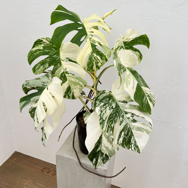 園芸ネット本店｜[ザ・ファームセレクト]モンステラ：デリシオーサ