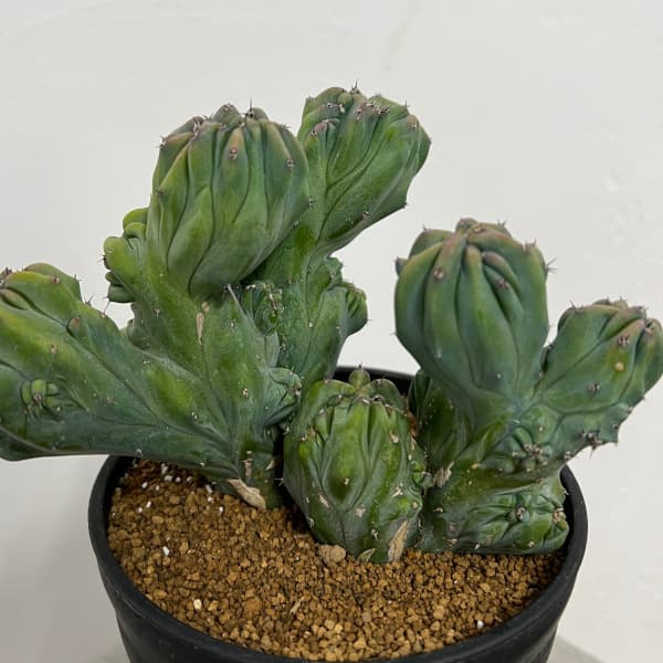 園芸ネット本店｜ミルティロカクタス：竜神木綴化（りゅうじんぼく・て