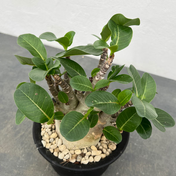 園芸ネット本店｜アデニウム：アラビカム モンスター 5号鉢植え25-04