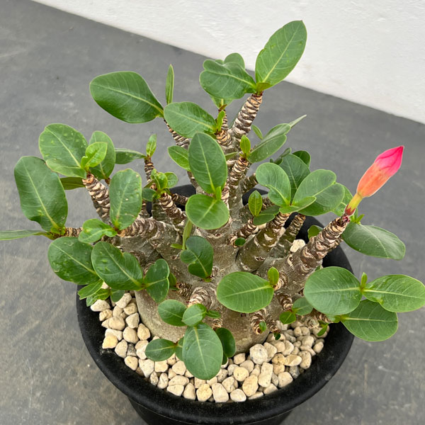 園芸ネット本店｜[ザ・ファームセレクト]アデニウム：アラビカム