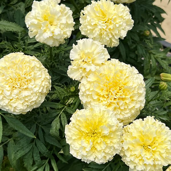 園芸ネット本店｜マリーゴールド ：ホワイトゴールドマックス3-3.5号