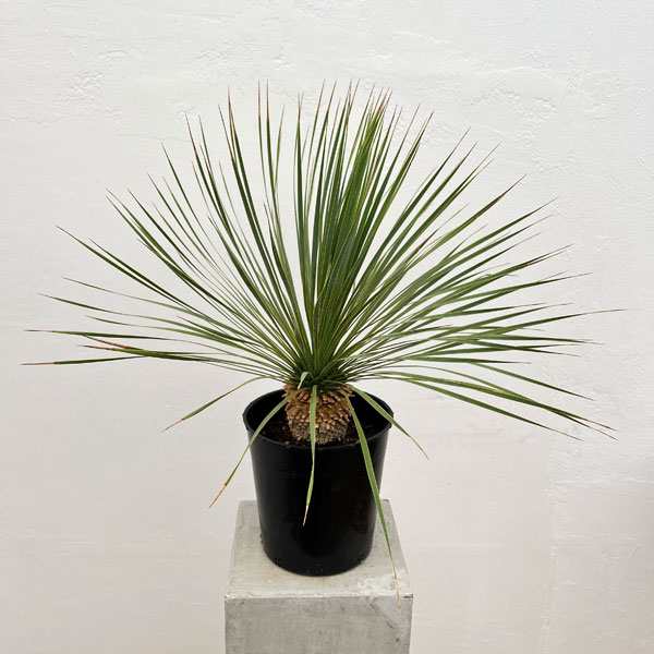 園芸ネット本店｜ユッカ：ロストラータ 7号鉢植え の通販【公式】