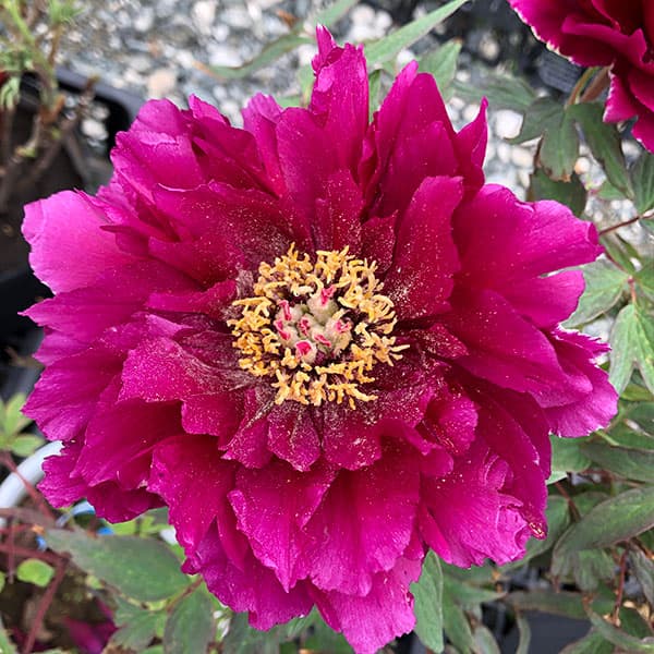 園芸ネット本店｜牡丹（ぼたん）：大正の誇（たいしょうのほこり）3～4