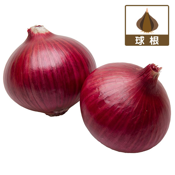 園芸ネット本店｜タマネギ：赤玉ねぎ レッドアロー 15球入り の通販