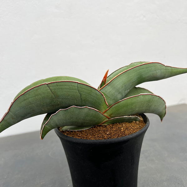 園芸ネット本店｜[ザ・ファームセレクト]サンセベリア：エレンベルギー