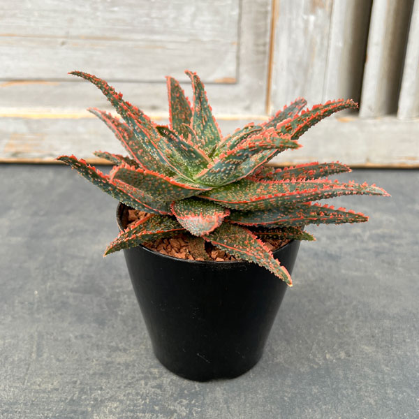 園芸ネット本店｜アロエ：ハイブリッドレッド系（NO.1） 3号 の通販