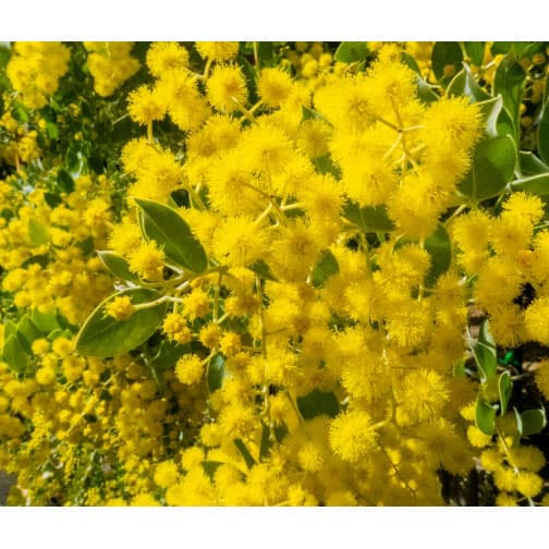 園芸ネット本店｜アカシア：パールアカシア6号鉢植え の通販【公式】