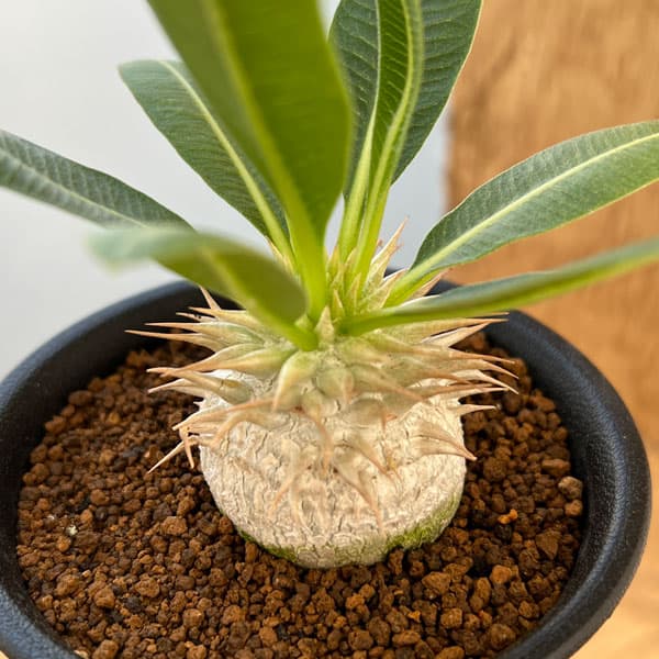 園芸ネット本店｜[ザ・ファームセレクト]パキポディウム：エブレネウム