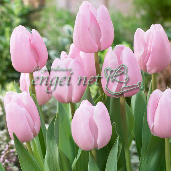 園芸ネット本店｜チューリップ（一重・単色咲き）：ピンクダイヤモンド