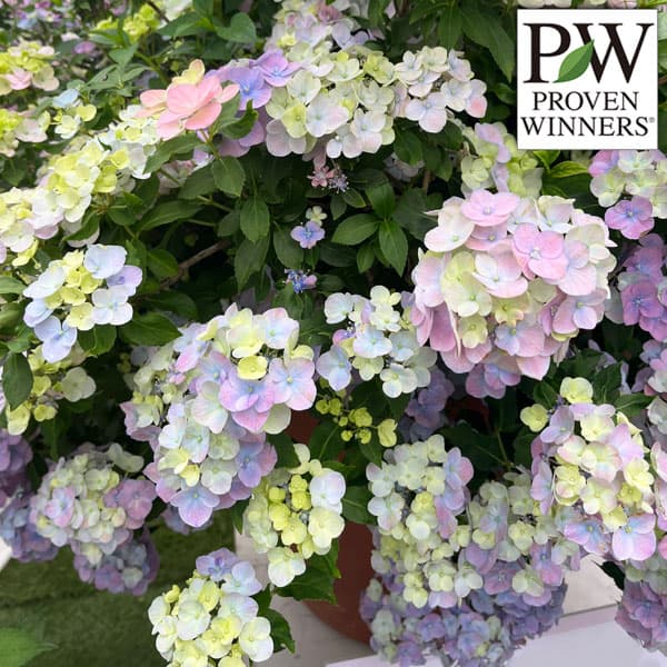 園芸ネット本店｜ラグランジア（アジサイ）：オーロランジュ3.5号