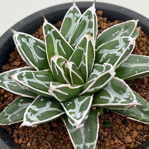 園芸ネット本店｜[ザ・ファームセレクト]アガベ：姫笹の雪 2.5号鉢植え