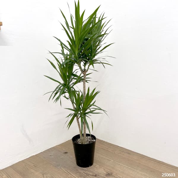 園芸ネット本店｜ドラセナ：ナビ―（寄せ植え） 5号ポット の通販【公式】