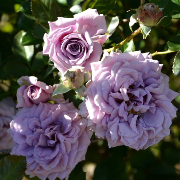 園芸ネット本店｜ロサ・オリエンティス：リリエンタール大苗6号角