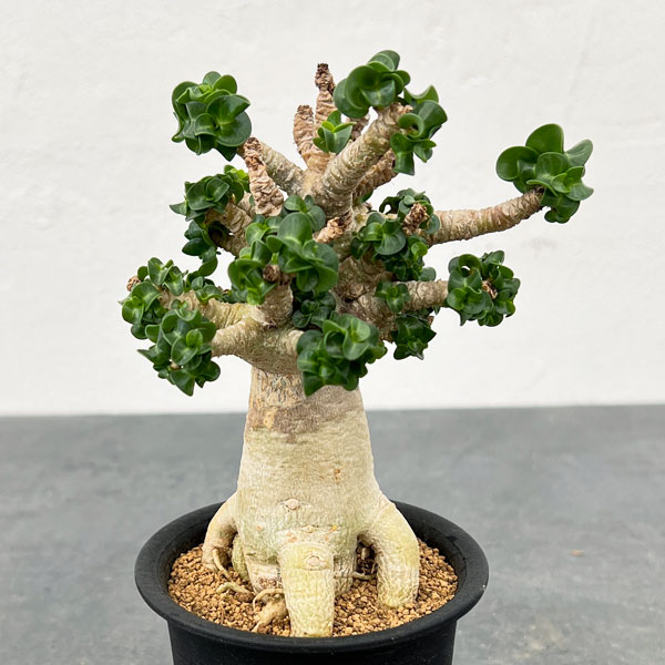 アデニウム アラビカム 盆栽仕立て 実生8年 アデニウム アラビカム