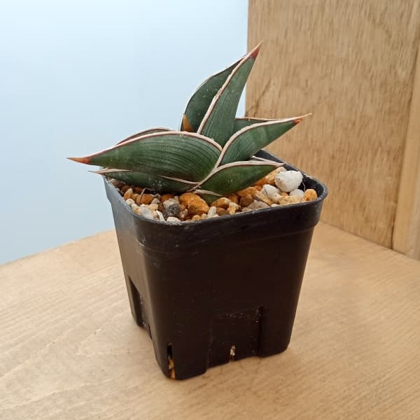 園芸ネット本店｜サンセベリア：ロリダ 3号スクエア鉢植え の通販【公式】